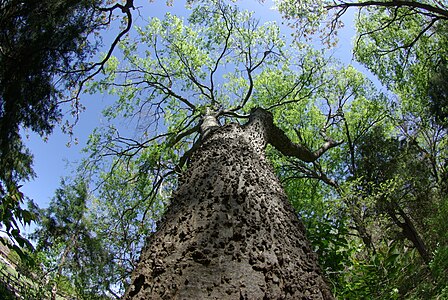 Средние деревья. Картас Южный дерево. Celtis laevigata. Celtis laevigata дерево. Картас дерево друидов.