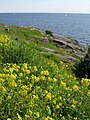 A view to the south from the west coast of Kustaanmiekka