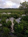 Bog near to Ferny Crofts