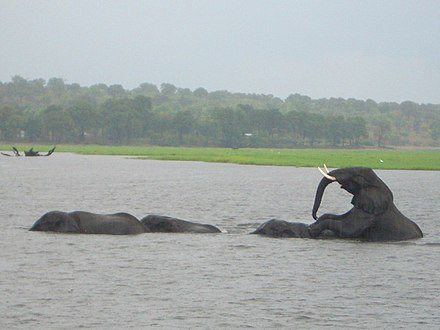 Elephants crossing the Chobe River