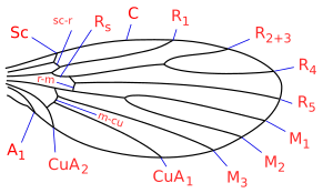 Sycorax aile veins.svg