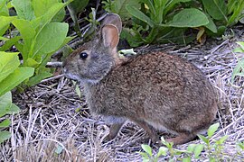 Sylvilagus palustris