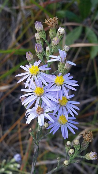 <i>Symphyotrichum adnatum</i> Species of flowering plant in the family Asteraceae