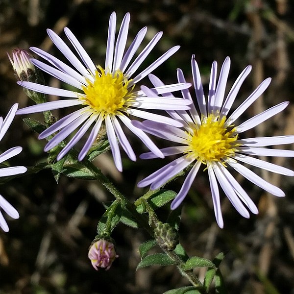 File:Symphyotrichum fontinale 57198402 (cropped).jpg