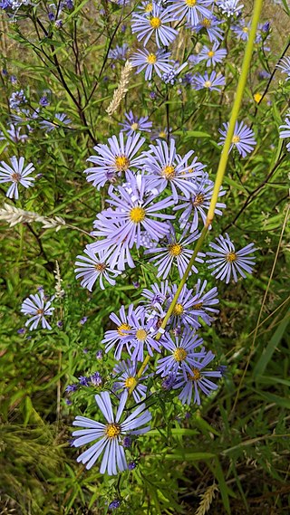 <i>Symphyotrichum subspicatum</i> Species of flowering plant in the family Asteraceae native to western North America