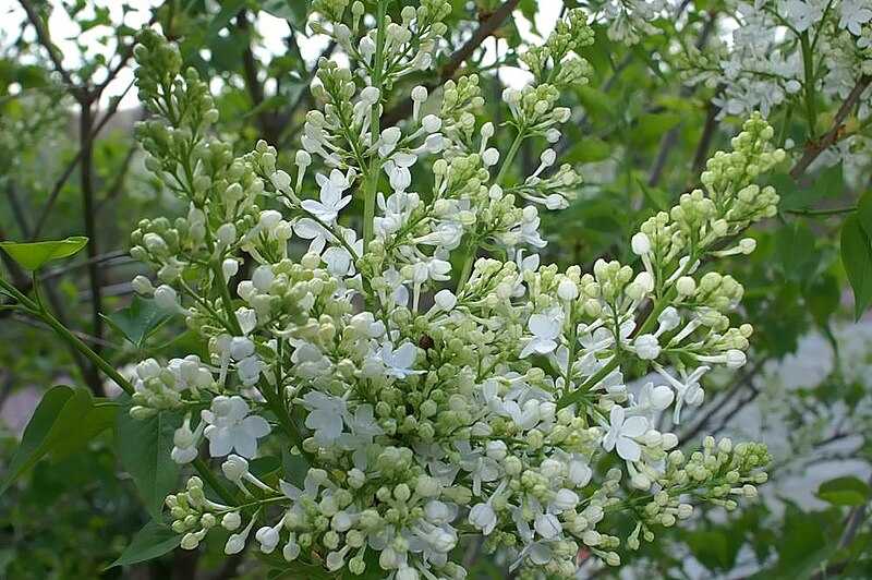 File:Syringa Betsy Ross 0zz.jpg