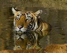 T 17 (Panthera tigris) - Koshyk.jpg