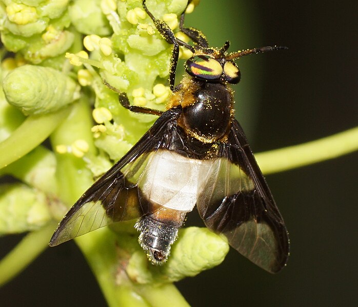 File:Tabanidae - Chrysops 05977.jpg