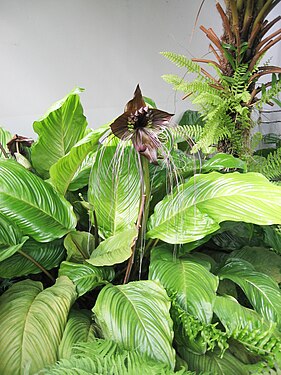 Tacca chantrieri4.JPG