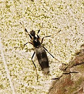 Tachydromia arrogans or closely related species (Tachydromiinae: Tachydromiini) Tachydromia.cf.arrogans.1.jpg