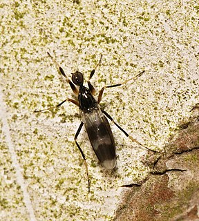 <i>Tachydromia</i> Genus of flies