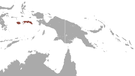 Pteropus temminckii