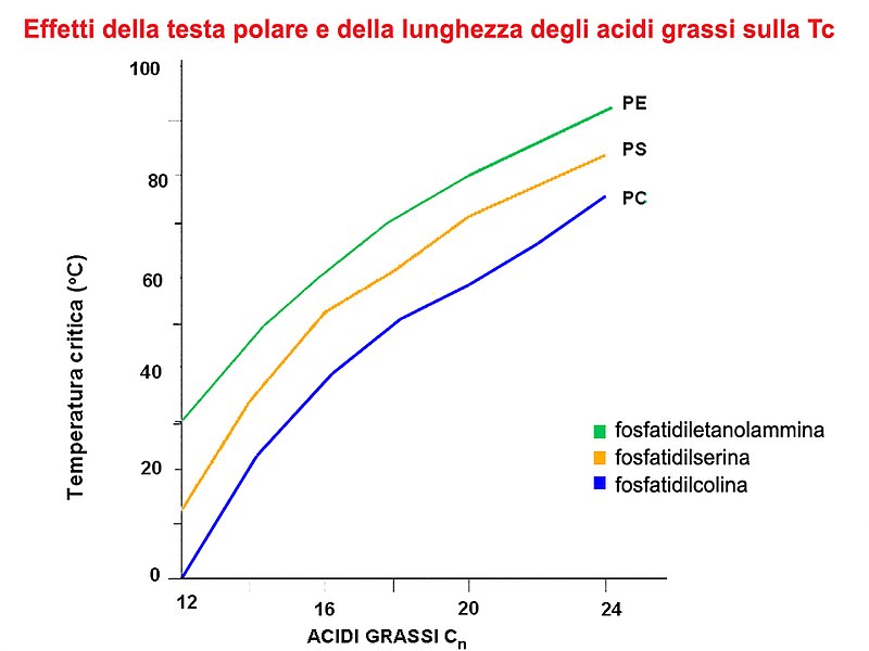 File:Temperature fusione fosfolipidi2.jpg