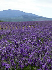 The Bridestowe Estate, Tasmania