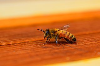 Honey bee Eusocial flying insect of genus Apis, producing surplus honey