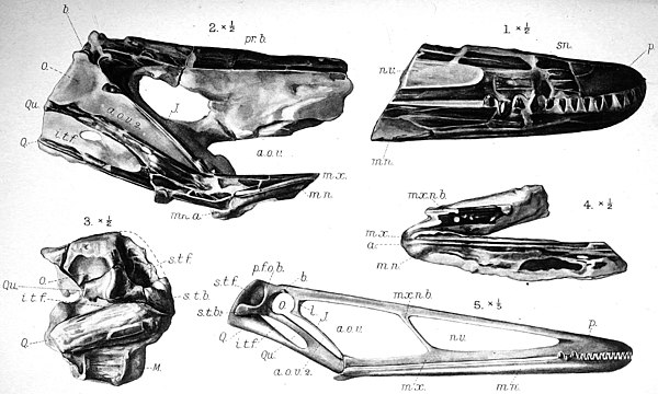 Skull elements of the specimens NHMUK R3877 and R176 of Istiodactylus, and the 1913 long-jawed skull reconstruction by Reginald Hooley