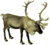 The deer of all lands (1898) Scandinavian reindeer white background.png