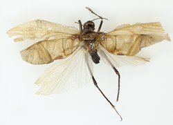 Dorsal view of a Prophalangopsis obscura specimen collected in India. Identified by Francis Walker (entomologist) in 1869.