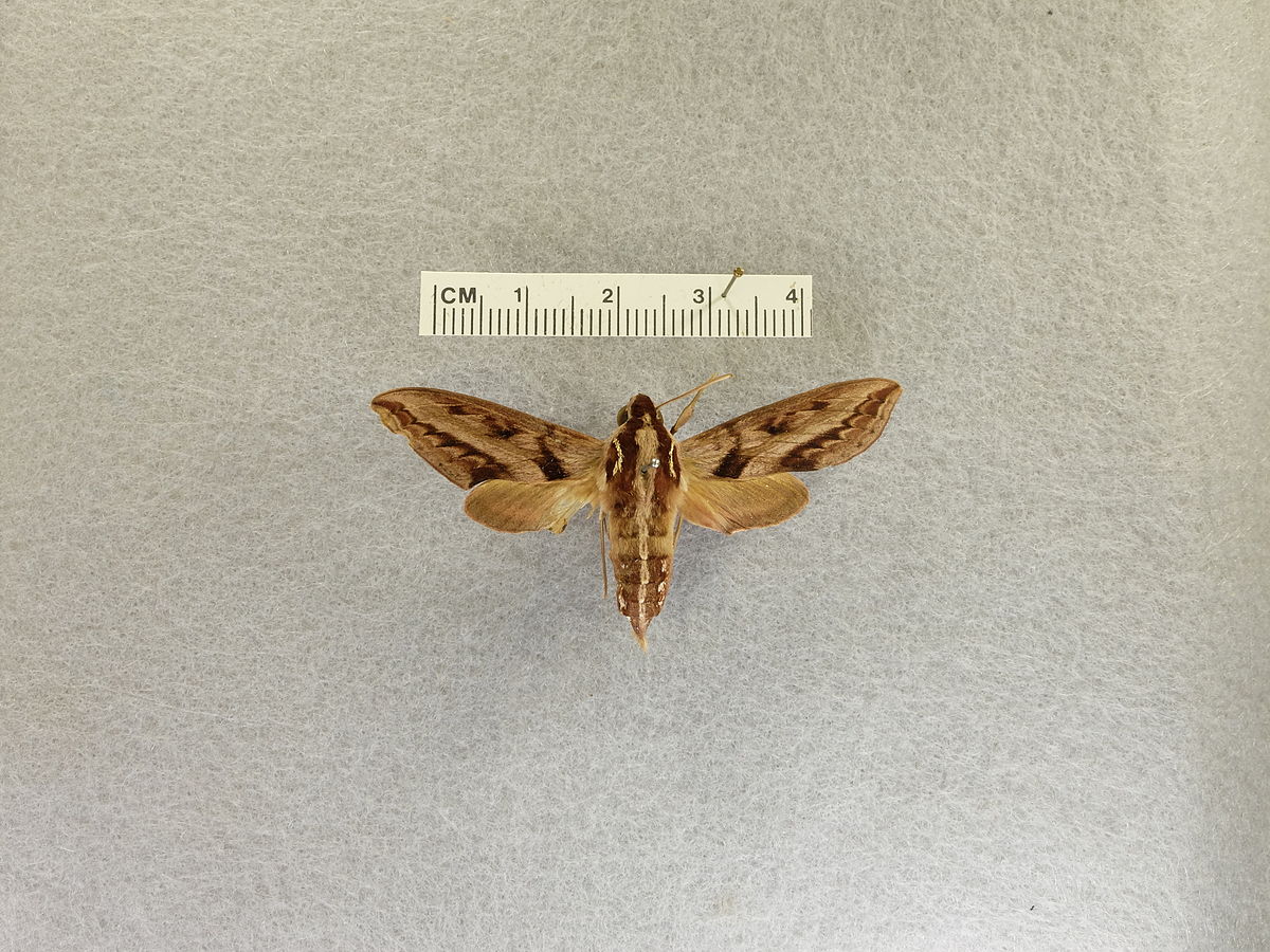 Hawk Moths - The Australian Museum