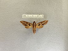 Theretra turneri (dari Queensland, Australia) - Frost dgn serangga di Penn Museum State.jpg
