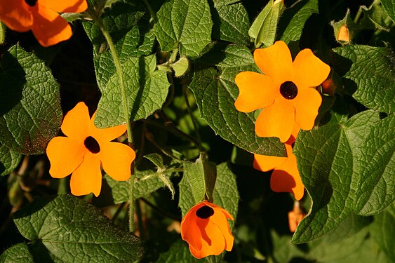 Thunbergia alata00.jpg