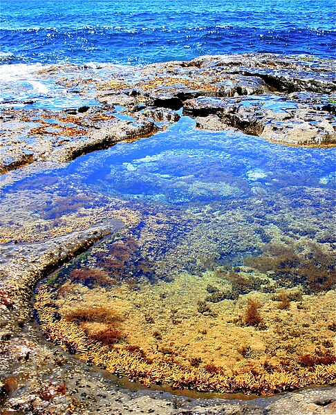 File:Tidal Pool.JPG