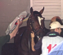 Tonalist in saddling paddock, note distinctively-shaped blaze marking on his face Tonalist Belmont02.png