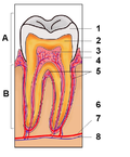 Miniatura para Pulpa dentaria