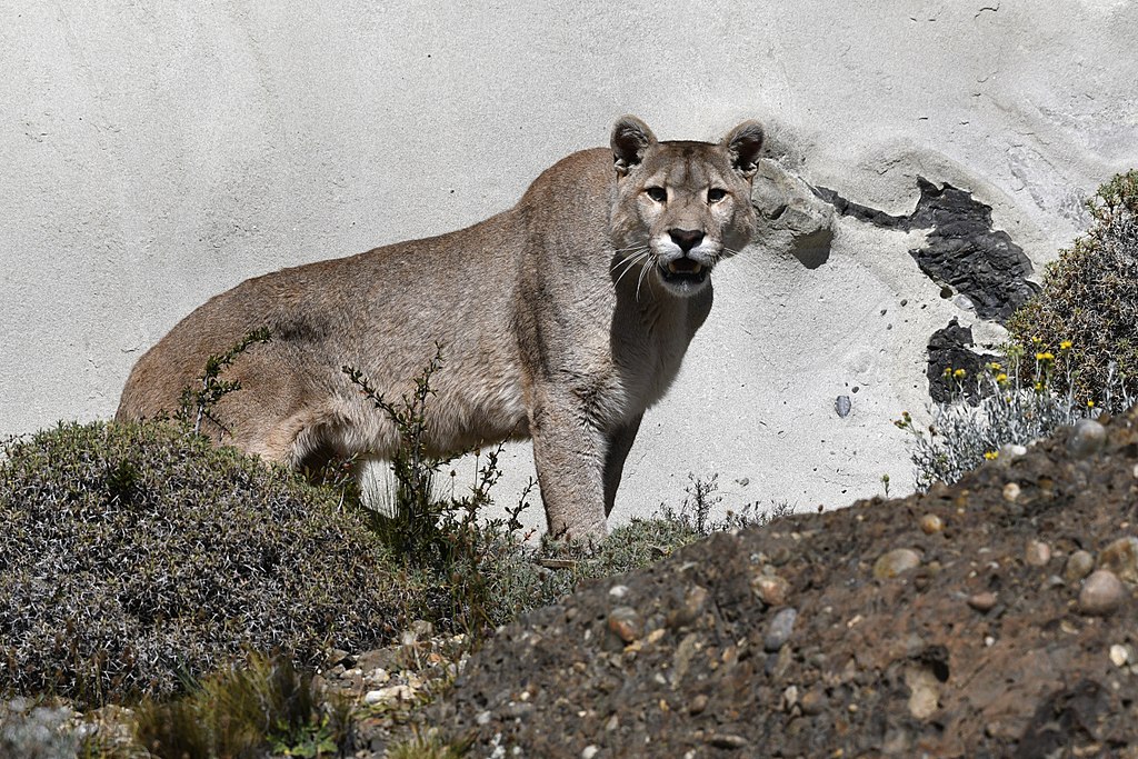 [Image: 1024px-Torres_del_Paine_puma_JF2.jpg]