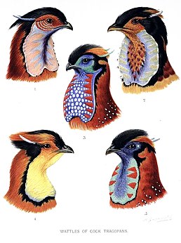 1. Tragopan melanocephalus, 2. Tragopan caboti, 3. Tragopan temminckii, 4. Tragopan blythii, 5. Tragopan satyra.