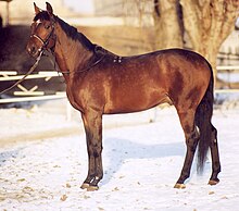 Rich red tones, top-down sootiness with dappling, and relatively restricted black points identify this dark bay. Traken.jpg