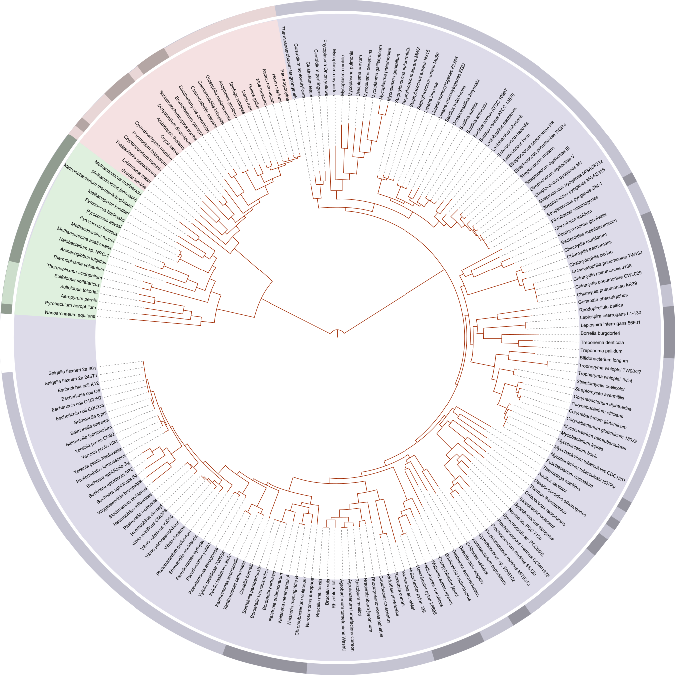 complete phylogenetic tree of life