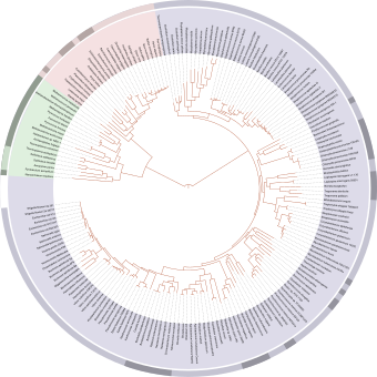 Evolutionary Chart Of Life