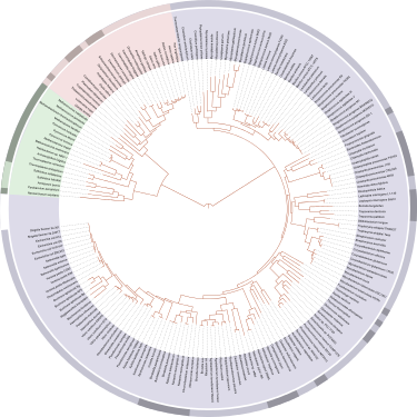David Hillis's 2008 plot of the tree of life, based on completely sequenced genomes