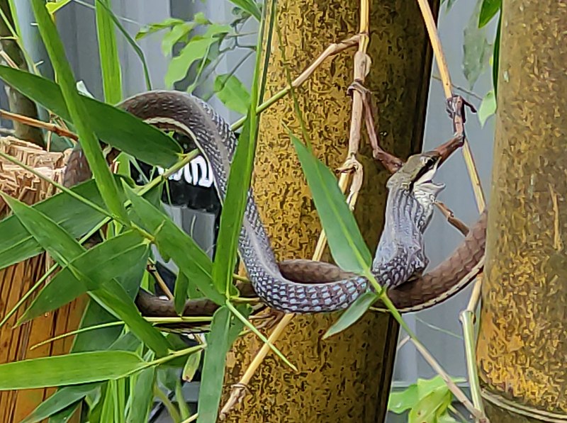 File:Tree snake eating frog, Kerala.jpg