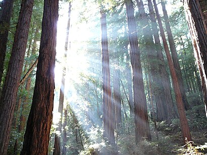 How to get to Muir Woods National Monument with public transit - About the place