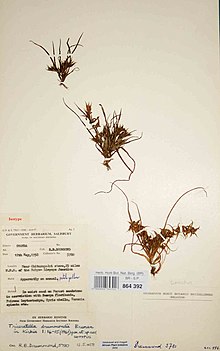 Triceratella drummondii Mozambique.jpg