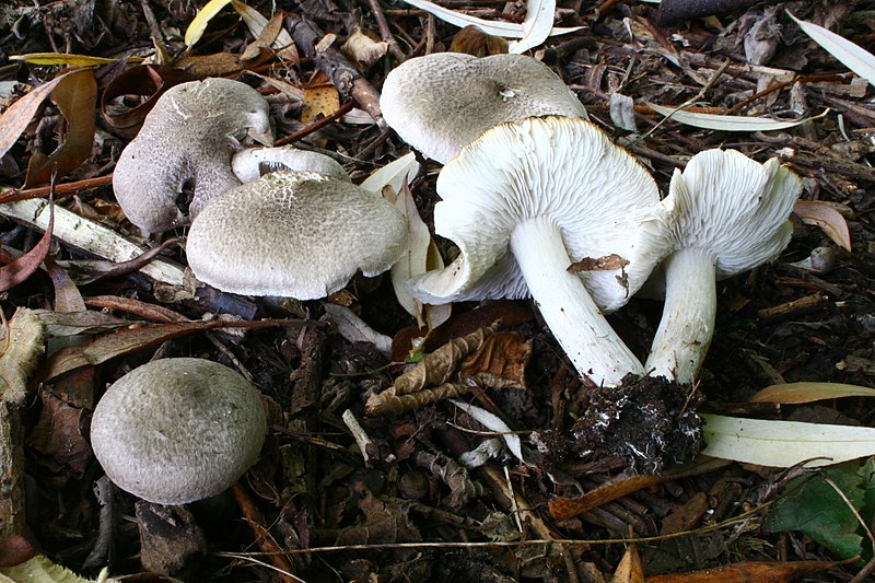 File:Tricholoma scalpturatum 170929w.JPG