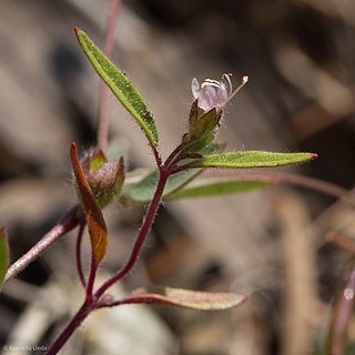 <i>Trichostema simulatum</i> Species of flowering plant