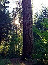 Trout Lake Big Tree 01.JPG 