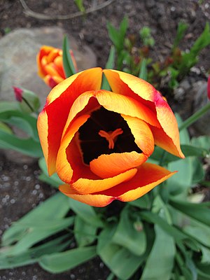 Tulipa sp. (4).jpg