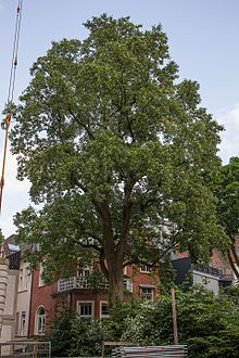 Tulip tree natural monument in Osnabrück