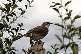 Northern pied babbler Species of bird