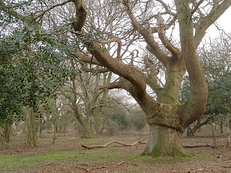 ไฟล์:Twisted oak, Broom Hill, New Forest - geograph.org.uk - 386048.jpg