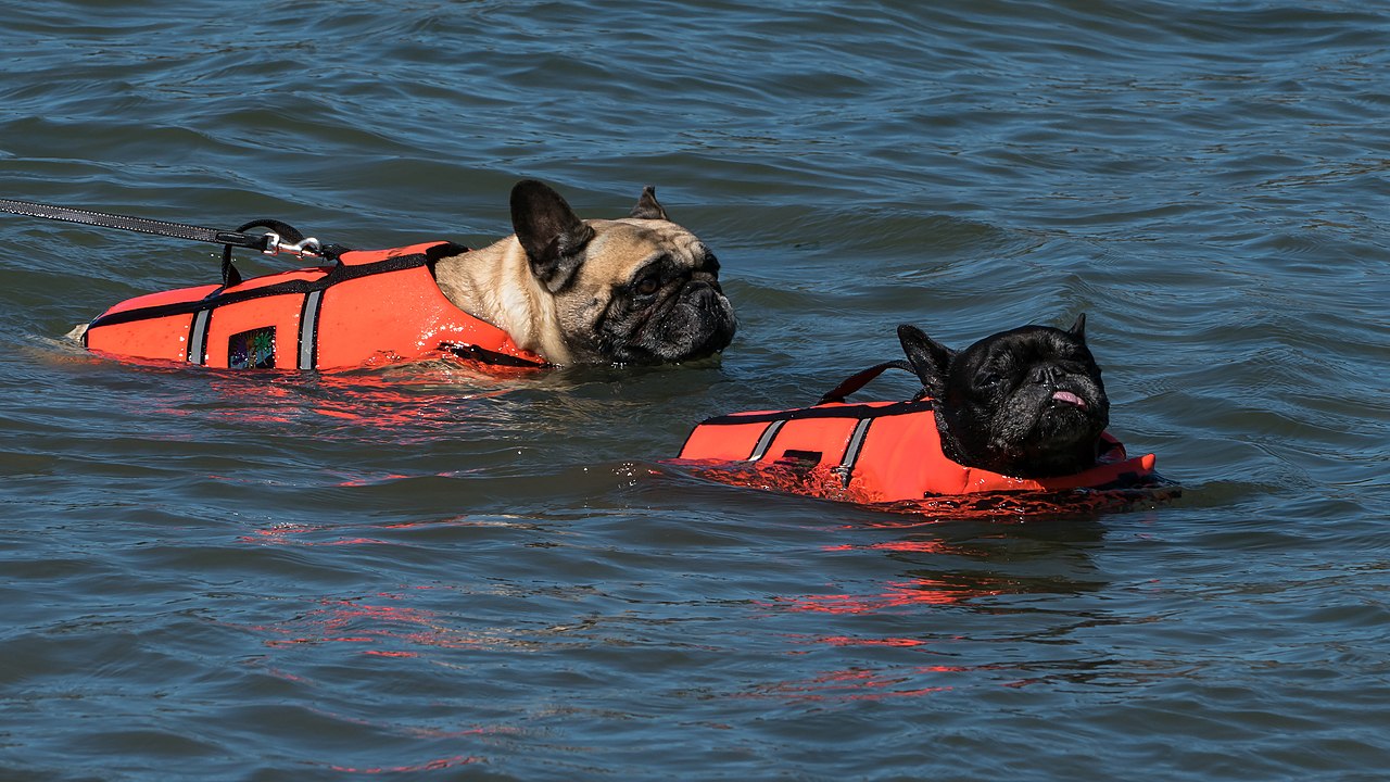 english bulldog swimming vest