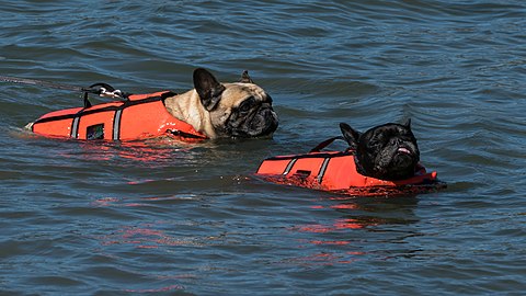 Two French bulldogs swimming in life jackets