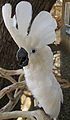 Umbrella Cockatoo (Cacatua alba) -Free Flight Aviary -San Diego.jpg