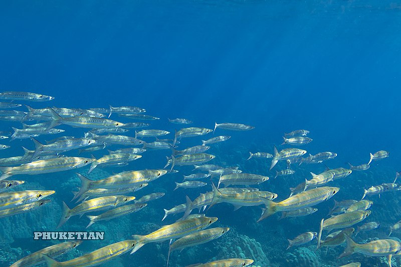 File:Underwater world of Surin and Similan islands, Thailand4.jpg