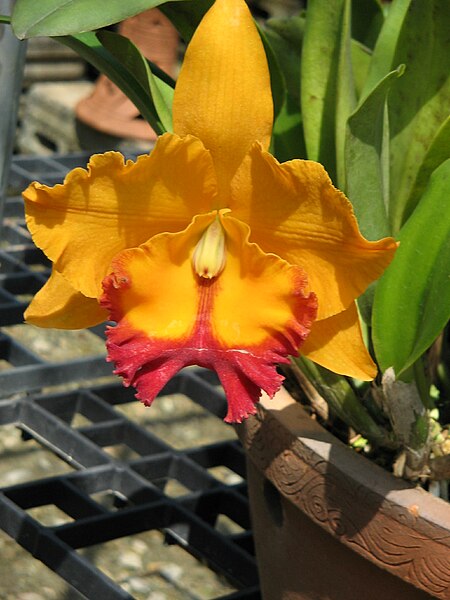 File:Unid orchid16.JPG