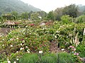 Miniatura para Jardín botánico de la universidad de California en Berkeley